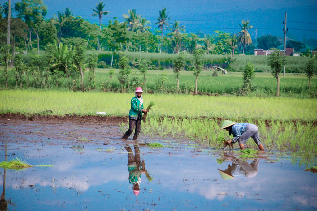 Pemkab Lumajang Ajukan Permohonan Bantuan Benih untuk Pemulihan Lahan Pertanian Terdampak Banjir